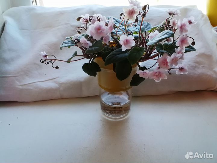 Мини фиалки