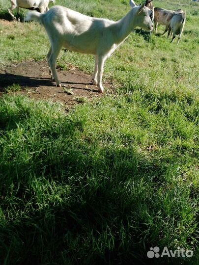 Зааненская коза