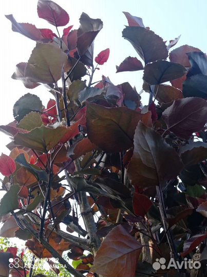 Тополь дельтовидный красный(Purple Tower)