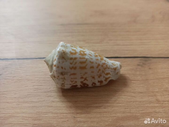 Морская раковина