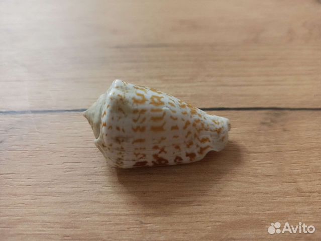 Морская раковина
