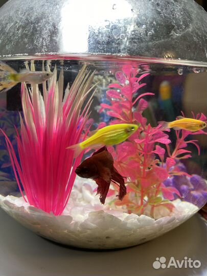 Аквариум с рыбками
