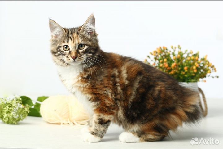 Курильский бобтейл шикарные представители породы