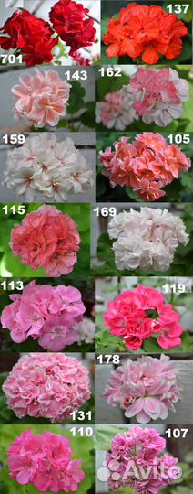 Пеларгонии cортовые