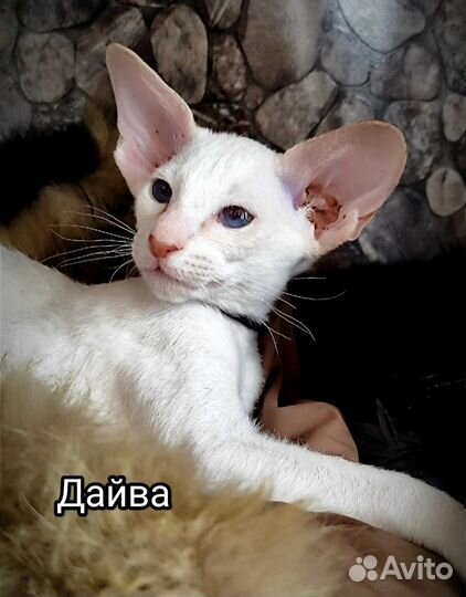 Кошка петерболд