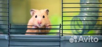 Сирийский хомяк