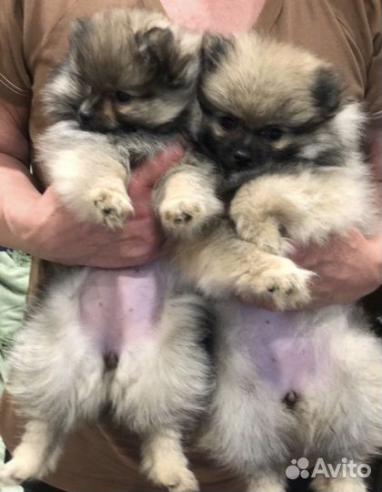 Щенки шпица девочки