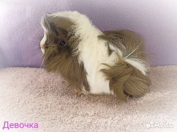 Морские свинки перуанские тедди альпака