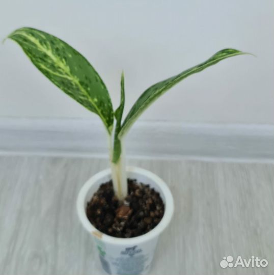 Аглаонема, папоротник, диффенбахия рефлектор