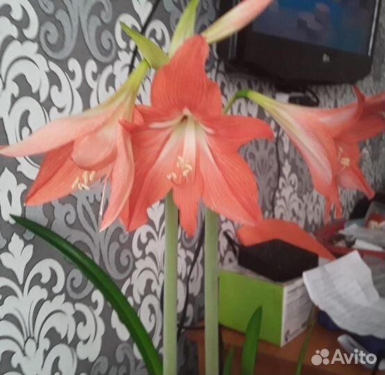 Гиппеаструм