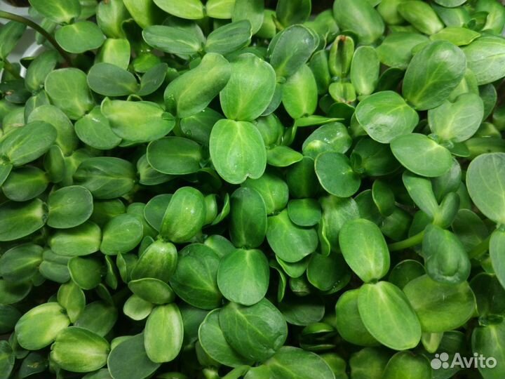 Франшиза микрозелени от собственника бизнеса