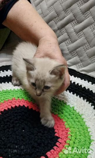 Тайские котята