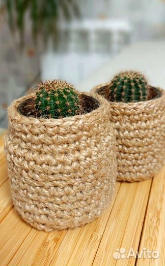 Живой кактусенок в джутовой шубке