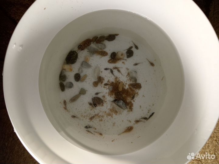 Мальки сома