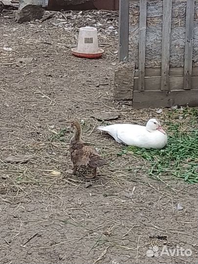 Продам индоуток, петушков