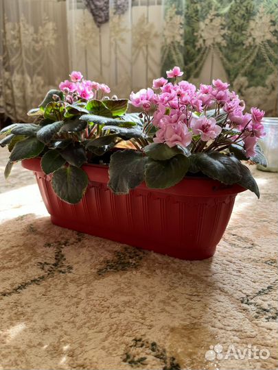 Цветущие фиалки