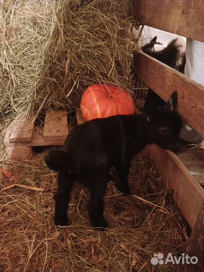 Камерунские козочки