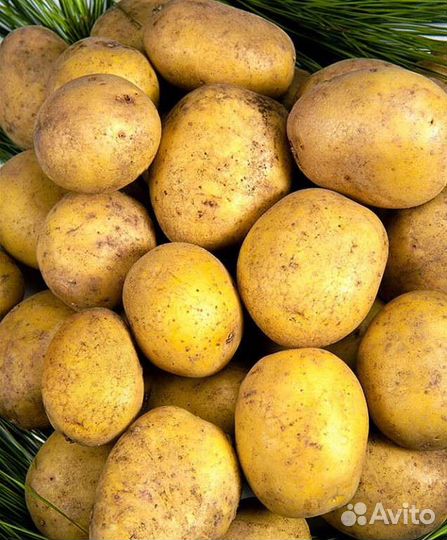 Продам картофель