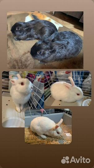 Декоративные кролики