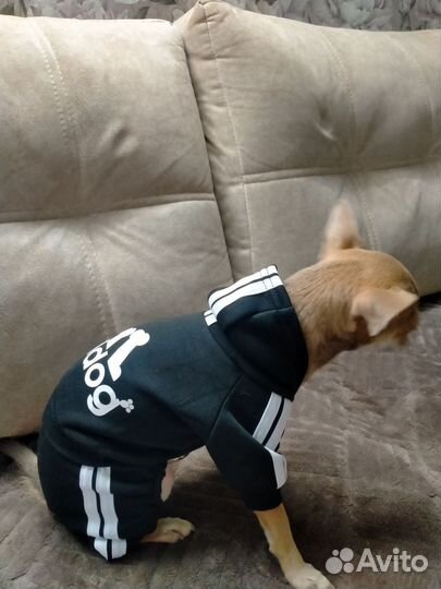 Комбендзон для собак S