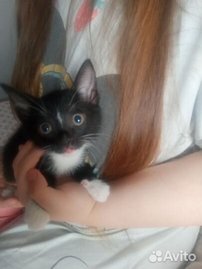 Котёнок