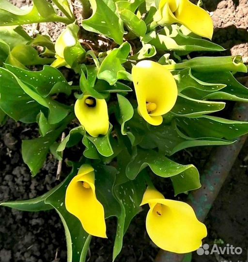 Клубни каллы