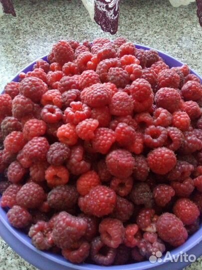 Саженцы Малина Полька(Полка)