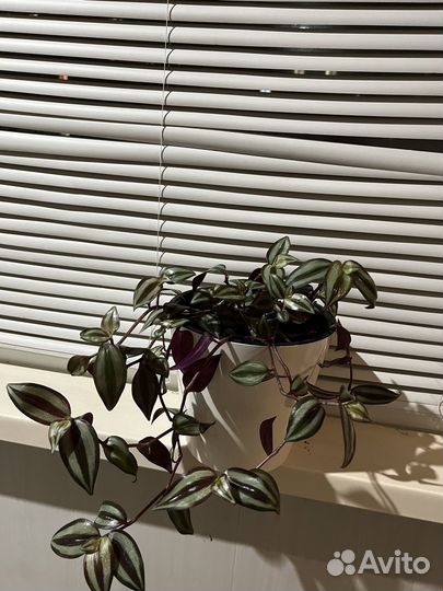 Традесканция