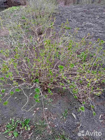 Отводки черной смородины