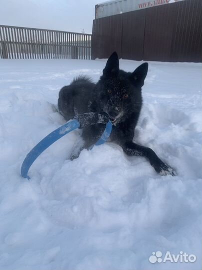 Восточно сибирская лайка