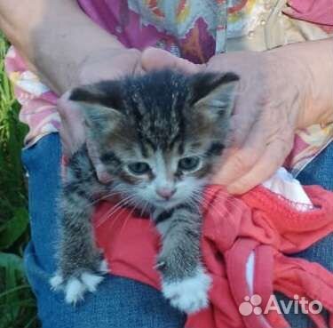 Котенок в добрые руки