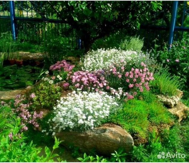 Почвопокровные суккуленты.Очиток скальный и белый