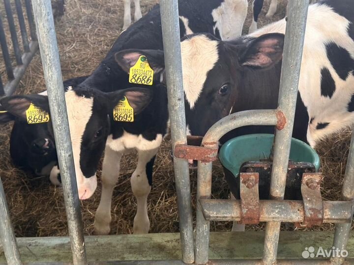 Телята мясной породы бычки