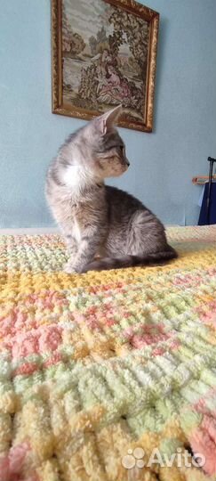 Котенок в добрые руки