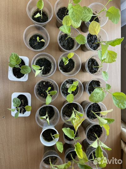 Рассада перца и баклажан