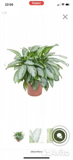 Аглаонема Silver Bay