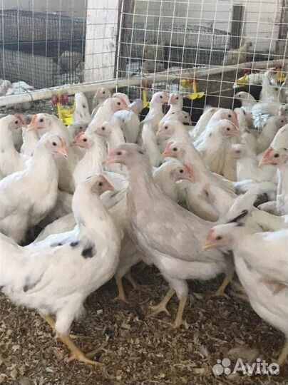 Куры несушки молодые