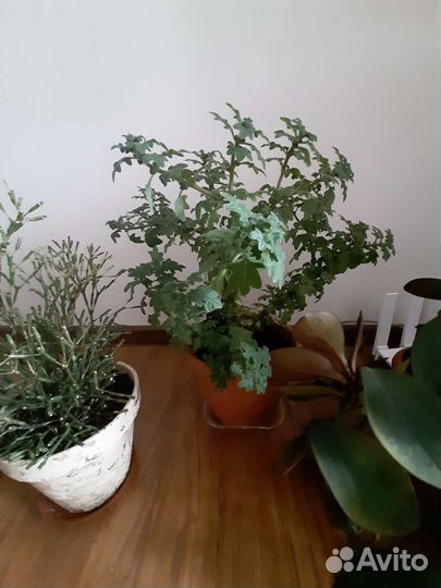 Хатиора плектрантус толстянка