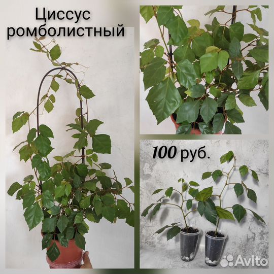 Циссус ромболистный