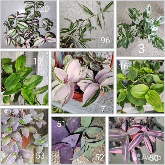 Традесканции сортовые новинки часть 1