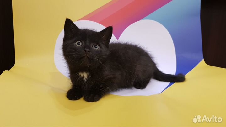 Поночка (девочка, 1,5 месяца)