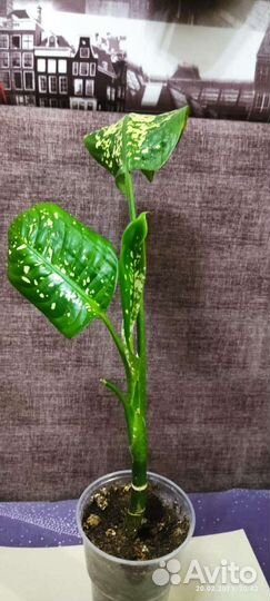 Диффенбахия