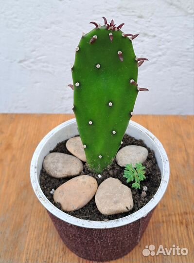 Кактусы и суккуленты