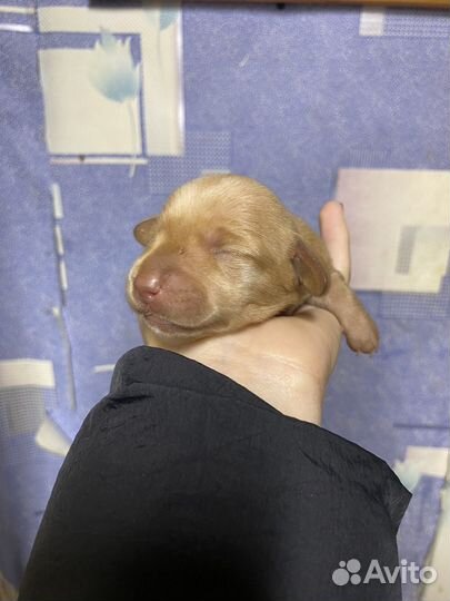 Щенки таксы