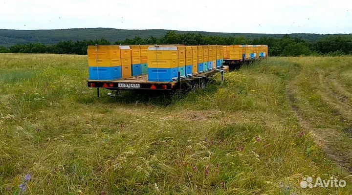 Опыление пчелами на 2024 год