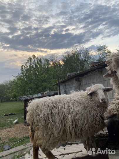 Баран живой