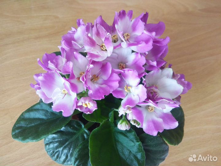 Фиалки листья