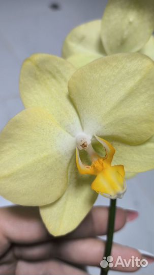 Орхидея фаленопсис