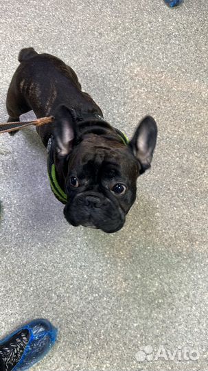 Вязка кобель