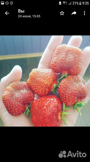 Саженцы клубники